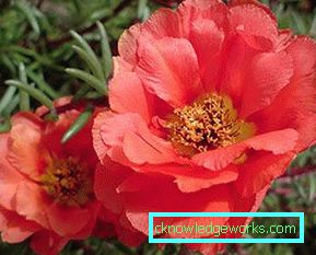226-Portulaca Çiçekler