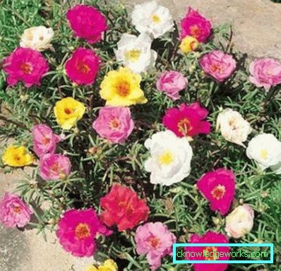 226-Portulaca Çiçekler
