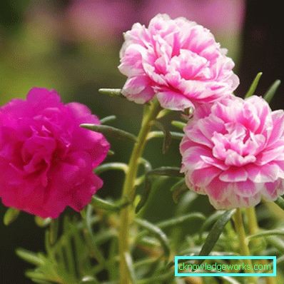 226-Portulaca Çiçekler