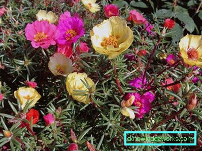 226-Portulaca Çiçekler